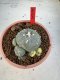 Lophophora Williamsii 6-7 cm 10 years old seed ownroot flower seedling ロフォフォラ　烏羽玉　仔吹き サボテン