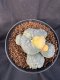 Lophophora Williamsii 6-7 cm 10 years old seed ownroot flower seedling ロフォフォラ　烏羽玉　仔吹き サボテン