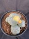 Lophophora Williamsii 6-7 cm 10 years old seed ownroot flower seedling ロフォフォラ　烏羽玉　仔吹き サボテン