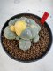 Lophophora Williamsii 6-7 cm 10 years old seed ownroot flower seedling ロフォフォラ　烏羽玉　仔吹き サボテン