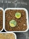 Lophophora Williamsii Variegata 6-7 cm 15 years old seed ownroot flower seedling ロフォフォラ 烏羽玉　仔吹き サボテン