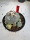 Lophophora Williamsii 6-7 cm 10 years old seed ownroot flower seedling ロフォフォラ　烏羽玉　仔吹き サボテン