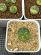 Lophophora Williamsii Variegata 6-7 cm 15 years old seed ownroot flower seedling ロフォフォラ 烏羽玉　仔吹き サボテン