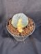 Lophophora Williamsii 6-7 cm 10 years old seed ownroot flower seedling ロフォフォラ　烏羽玉　仔吹き サボテン