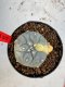 Lophophora Williamsii 6-7 cm 10 years old seed ownroot flower seedling ロフォフォラ　烏羽玉　仔吹き サボテン