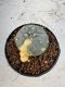 Lophophora Williamsii 6-7 cm 10 years old seed ownroot flower seedling ロフォフォラ　烏羽玉　仔吹き サボテン