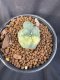 Lophophora Williamsii 6-7 cm 10 years old seed ownroot flower seedling ロフォフォラ　烏羽玉　仔吹き サボテン