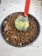 Lophophora Williamsii 6-7 cm 10 years old seed ownroot flower seedling ロフォフォラ　烏羽玉　仔吹き サボテン