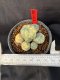 Lophophora Williamsii 6-7 cm 10 years old seed ownroot flower seedling ロフォフォラ　烏羽玉　仔吹き サボテン