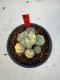 Lophophora Williamsii 6-7 cm 10 years old seed ownroot flower seedling ロフォフォラ　烏羽玉　仔吹き サボテン