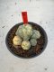 Lophophora Williamsii 6-7 cm 10 years old seed ownroot flower seedling ロフォフォラ　烏羽玉　仔吹き サボテン