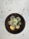 Lophophora Williamsii 6-7 cm 10 years old seed ownroot flower seedling ロフォフォラ　烏羽玉　仔吹き サボテン