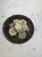 Lophophora Williamsii 6-7 cm 10 years old seed ownroot flower seedling ロフォフォラ　烏羽玉　仔吹き サボテン