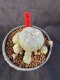 Lophophora Williamsii 6-7 cm 10 years old seed ownroot flower seedling ロフォフォラ　烏羽玉　仔吹き サボテン