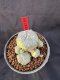 Lophophora Williamsii 6-7 cm 10 years old seed ownroot flower seedling ロフォフォラ　烏羽玉　仔吹き サボテン