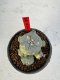 Lophophora Williamsii 6-7 cm 10 years old seed ownroot flower seedling ロフォフォラ　烏羽玉　仔吹き サボテン