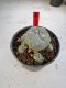 Lophophora Williamsii 6-7 cm 10 years old seed ownroot flower seedling ロフォフォラ　烏羽玉　仔吹き サボテン