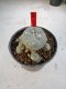 Lophophora Williamsii 6-7 cm 10 years old seed ownroot flower seedling ロフォフォラ　烏羽玉　仔吹き サボテン