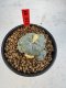 Lophophora Williamsii 6-7 cm 10 years old seed ownroot flower seedling ロフォフォラ　烏羽玉　仔吹き サボテン