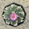 Lophophora Jourdaniana 8-9 cm 12 years old seed ownroot flower seedling ロフォフォラ　烏羽玉　仔吹き サボテン
