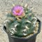Lophophora Jourdaniana 8-9 cm 12 years old seed ownroot flower seedling ロフォフォラ　烏羽玉　仔吹き サボテン