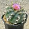 Lophophora Jourdaniana 8-9 cm 12 years old seed ownroot flower seedling ロフォフォラ　烏羽玉　仔吹き サボテン