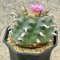 Lophophora Jourdaniana 8-9 cm 12 years old seed ownroot flower seedling ロフォフォラ　烏羽玉　仔吹き サボテン