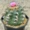 Lophophora Jourdaniana 8-9 cm 12 years old seed ownroot flower seedling ロフォフォラ　烏羽玉　仔吹き サボテン