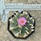 Lophophora Jourdaniana 8-9 cm 12 years old seed ownroot flower seedling ロフォフォラ　烏羽玉　仔吹き サボテン