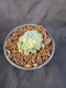 Lophophora Williamsii 6-7 cm 10 years old seed ownroot flower seedling ロフォフォラ　烏羽玉　仔吹き サボテン