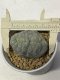 Lophophora Fricii Cristata 6-7 cm 15 years old seed ownroot flower seedling ロフォフォラ 烏羽玉　仔吹き サボテン