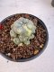 Lophophora Williamsii 6-7 cm 10 years old seed ownroot flower seedling ロフォフォラ　烏羽玉　仔吹き サボテン