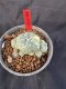 Lophophora Williamsii 6-7 cm 10 years old seed ownroot flower seedling ロフォフォラ　烏羽玉　仔吹き サボテン