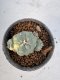 Lophophora Williamsii 6-7 cm 10 years old seed ownroot flower seedling ロフォフォラ　烏羽玉　仔吹き サボテン