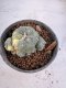 Lophophora Williamsii 6-7 cm 10 years old seed ownroot flower seedling ロフォフォラ　烏羽玉　仔吹き サボテン