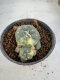 Lophophora Williamsii 6-7 cm 10 years old seed ownroot flower seedling ロフォフォラ　烏羽玉　仔吹き サボテン