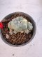 Lophophora Williamsii 6-7 cm 10 years old seed ownroot flower seedling ロフォフォラ　烏羽玉　仔吹き サボテン