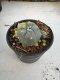 Lophophora Williamsii 6-7 cm 10 years old seed ownroot flower seedling ロフォフォラ　烏羽玉　仔吹き サボテン