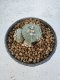 Lophophora Williamsii 6-7 cm 10 years old seed ownroot flower seedling ロフォフォラ　烏羽玉　仔吹き サボテン