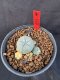 Lophophora Williamsii 6-7 cm 10 years old seed ownroot flower seedling ロフォフォラ　烏羽玉　仔吹き サボテン