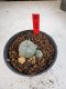 Lophophora Williamsii 6-7 cm 10 years old seed ownroot flower seedling ロフォフォラ　烏羽玉　仔吹き サボテン