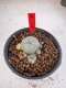 Lophophora Williamsii 6-7 cm 10 years old seed ownroot flower seedling ロフォフォラ　烏羽玉　仔吹き サボテン