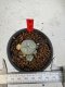 Lophophora Williamsii 6-7 cm 10 years old seed ownroot flower seedling ロフォフォラ　烏羽玉　仔吹き サボテン