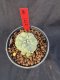 Lophophora Williamsii 6-7 cm 10 years old seed ownroot flower seedling ロフォフォラ　烏羽玉　仔吹き サボテン