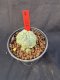 Lophophora Williamsii 6-7 cm 10 years old seed ownroot flower seedling ロフォフォラ　烏羽玉　仔吹き サボテン