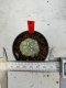 Lophophora Williamsii 6-7 cm 10 years old seed ownroot flower seedling ロフォフォラ　烏羽玉　仔吹き サボテン