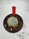 Lophophora Williamsii 6-7 cm 10 years old seed ownroot flower seedling ロフォフォラ　烏羽玉　仔吹き サボテン