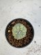 Lophophora Williamsii 6-7 cm 10 years old seed ownroot flower seedling ロフォフォラ　烏羽玉　仔吹き サボテン