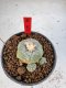 Lophophora Williamsii 6-7 cm 10 years old seed ownroot flower seedling ロフォフォラ　烏羽玉　仔吹き サボテン