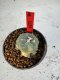 Lophophora Williamsii 6-7 cm 10 years old seed ownroot flower seedling ロフォフォラ　烏羽玉　仔吹き サボテン